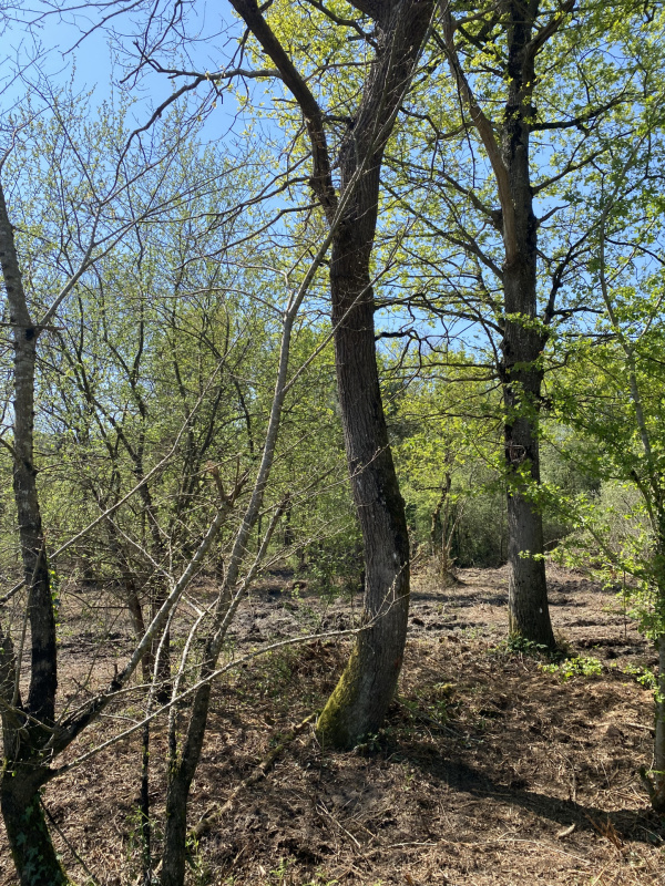 Offres de vente Terrain à batir Challans 85300