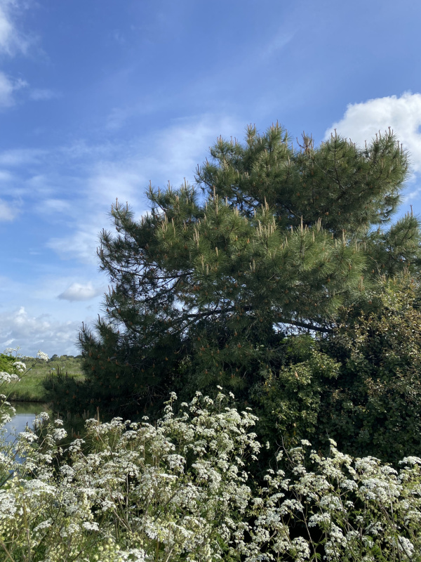 Offres de vente Maison Brem-sur-Mer 85470